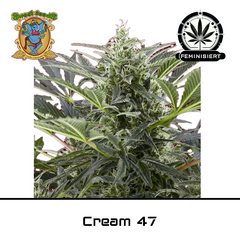 Product_Cream 47 - Sweet Seeds_Cannadusa_Marketplace_Buy