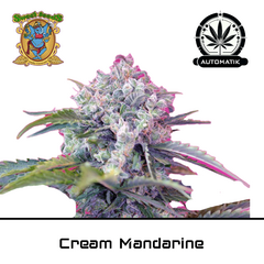 Product_Auto Cream Mandarine – Sweet Seeds_Cannadusa_Marketplace_Buy