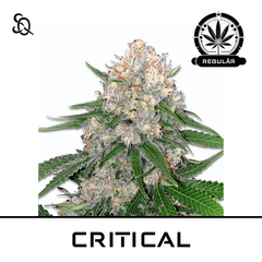 Product_Critical Regulär_Cannadusa_Marketplace_Buy