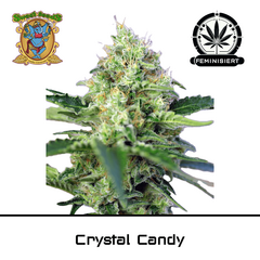 Product_Crystal Candy – Sweet Seeds_Cannadusa_Marketplace_Buy