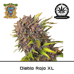 Product_Auto Diablo Rojo XL – Sweet Seeds_Cannadusa_Marketplace_Buy