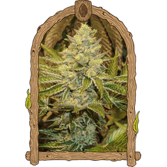 Product_Exotic Seed Exotic Animal_Cannadusa_Marketplace_Buy