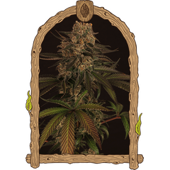 Product_Exotic Seed Exotic Colours_Cannadusa_Marketplace_Buy