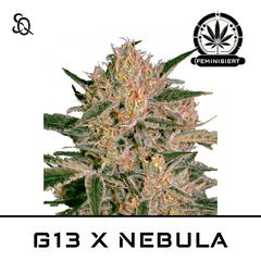 Product_G13 X NEBULA_Cannadusa_Marketplace_Buy