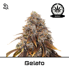 Product_Gelato Early Version_Cannadusa_Marketplace_Buy