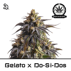 Product_Gelato x Do Si Dos_Cannadusa_Marketplace_Buy