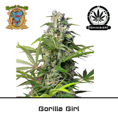 Product_Gorilla Girl - Sweet Seeds_Cannadusa_Marketplace_Buy