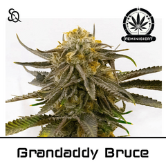 Product_Grandaddy Bruce_Cannadusa_Marketplace_Buy
