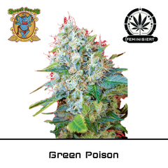 Product_Green Poison – Sweet Seeds_Cannadusa_Marketplace_Buy