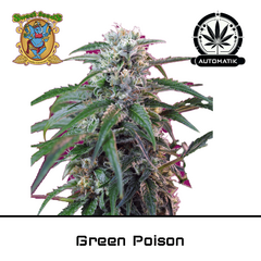Product_Auto Green Poison - Sweet Seeds_Cannadusa_Marketplace_Buy