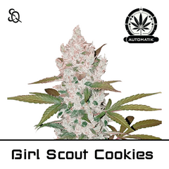 Product_Automatik Girl Scout Cookies_Cannadusa_Marketplace_Buy