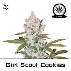 Product_Girl Scout Cookies Early Version_Cannadusa_Marketplace_Buy