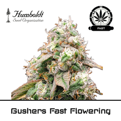 Product_Gushers Fast Flowering - Humboldt Seeds_Cannadusa_Marketplace_Buy