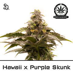 Product_Hawaii X Purple Skunk_Cannadusa_Marketplace_Buy
