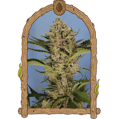 Product_Exotic Seed Herz OG Auto_Cannadusa_Marketplace_Buy