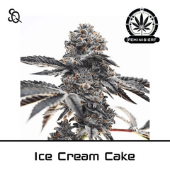 Product_Ice Cream Cake_Cannadusa_Marketplace_Buy