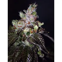 Product_The Cali Connection Island Punch_Cannadusa_Marketplace_Buy