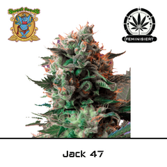 Product_Jack 47 – Sweet Seeds_Cannadusa_Marketplace_Buy