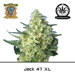 Product_Auto Jack 47 XL – Sweet Seeds_Cannadusa_Marketplace_Buy