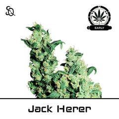 Product_Jack Herer Early Version_Cannadusa_Marketplace_Buy