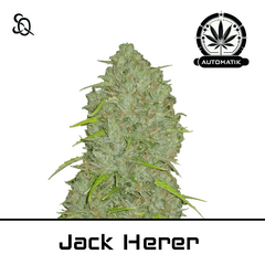 Product_Automatik Jack Herer_Cannadusa_Marketplace_Buy