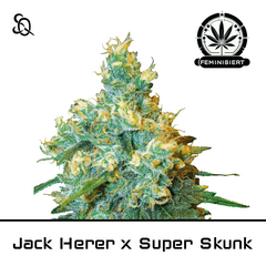 Product_Jack Herer X Superskunk_Cannadusa_Marketplace_Buy