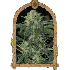Product_Exotic Seed Jungle Fever Auto_Cannadusa_Marketplace_Buy