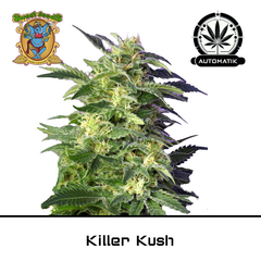Product_Auto Killer Kush - Sweet Seeds_Cannadusa_Marketplace_Buy