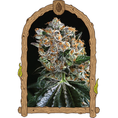 Product_Exotic Seed Malasana Cookies_Cannadusa_Marketplace_Buy