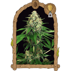 Product_Exotic Seed Mango Cream_Cannadusa_Marketplace_Buy