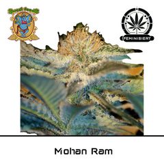 Product_Mohan Ram - Sweet Seeds_Cannadusa_Marketplace_Buy