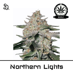 Product_Northern Lights Early Version_Cannadusa_Marketplace_Buy