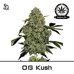Product_OG Kush Regulär_Cannadusa_Marketplace_Buy
