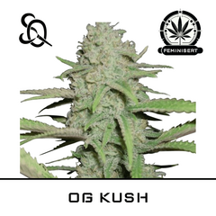 Product_OG Kush_Cannadusa_Marketplace_Buy