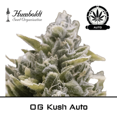 Product_OG Kush Auto - Humboldt Seeds_Cannadusa_Marketplace_Buy