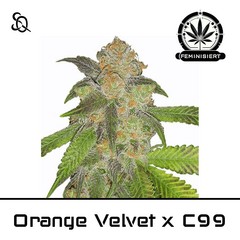 Product_Orange Velvet x C99_Cannadusa_Marketplace_Buy