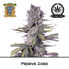 Product_Papaya Zoap F1 Fast - Sweet Seeds_Cannadusa_Marketplace_Buy