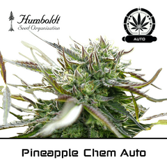Product_Pineapple Chem Auto - Humboldt Seeds_Cannadusa_Marketplace_Buy