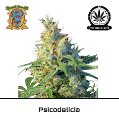 Product_Psicodelicia - Sweet Seeds_Cannadusa_Marketplace_Buy