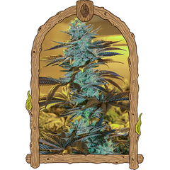 Product_Exotic Seed Purple Monkey Auto_Cannadusa_Marketplace_Buy