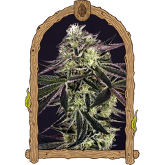 Product_Exotic Seed Purple Shot_Cannadusa_Marketplace_Buy