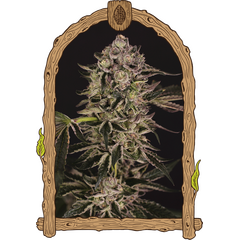 Product_Exotic Seed Quick Sherbet_Cannadusa_Marketplace_Buy