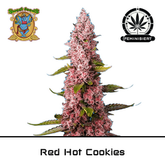Product_Red Hot Cookies - Sweet Seeds_Cannadusa_Marketplace_Buy