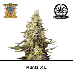 Product_Auto Runtz XL – Sweet Seeds_Cannadusa_Marketplace_Buy