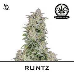 Product_RUNTZ_Cannadusa_Marketplace_Buy