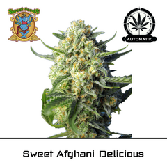 Product_Auto Sweet Afghani Delicious - Sweet Seeds_Cannadusa_Marketplace_Buy