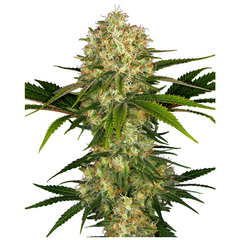 Product_Sensi Seeds Afghani #1_Cannadusa_Marketplace_Buy