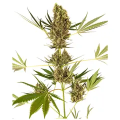 Product_Sensi Seeds Alpine Delight CBD Auto_Cannadusa_Marketplace_Buy
