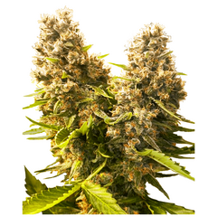 Product_Sensi Seeds Banana Kush Cake Auto_Cannadusa_Marketplace_Buy