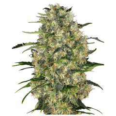Product_Sensi Seeds Black Domina_Cannadusa_Marketplace_Buy